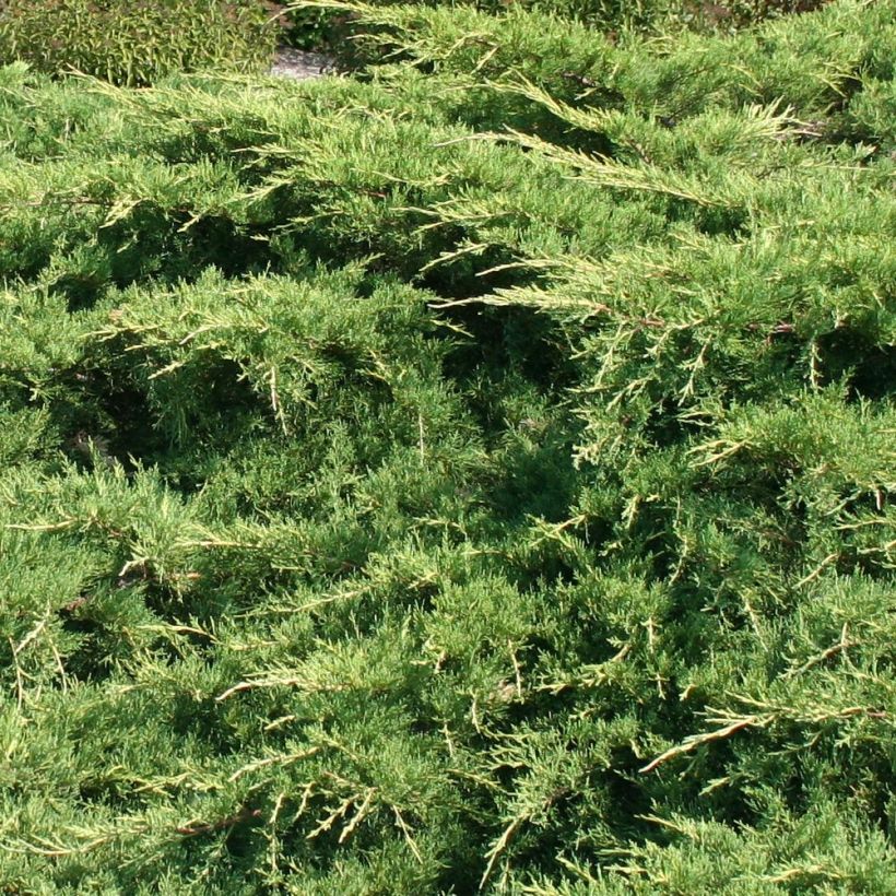 Genévrier de Pfitzer - Juniperus x media Pfitzeriana (Feuillage)