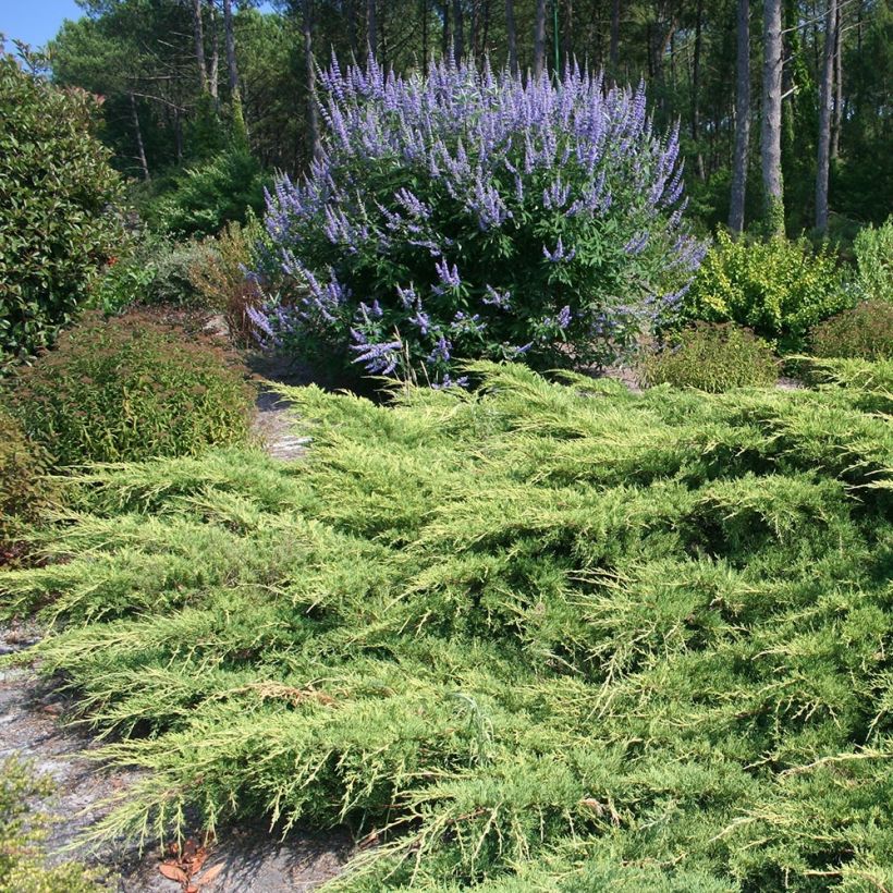 Genévrier de Pfitzer - Juniperus x media Pfitzeriana (Port)