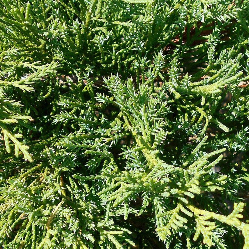 Genévrier de Pfitzer Compact - Juniperus pfitzeriana Compacta (Feuillage)