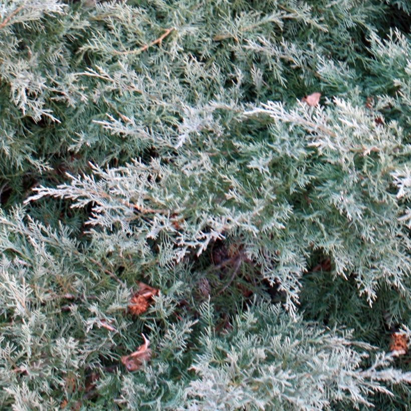 Genévrier de Pfitzer - Juniperus pfitzeriana Glauca (Feuillage)