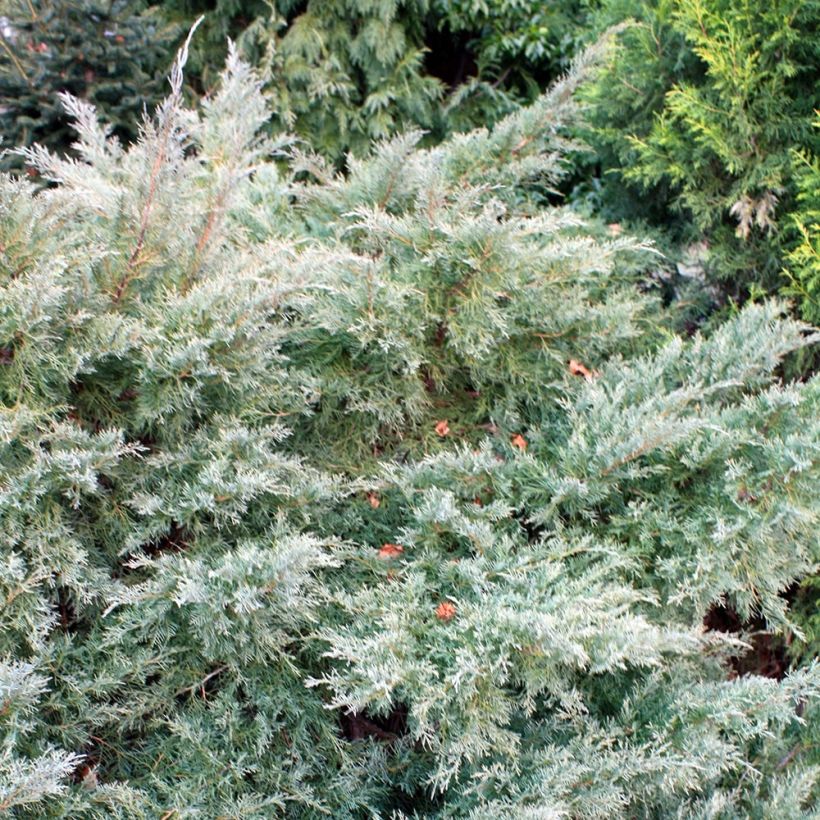 Genévrier de Pfitzer - Juniperus pfitzeriana Glauca (Port)