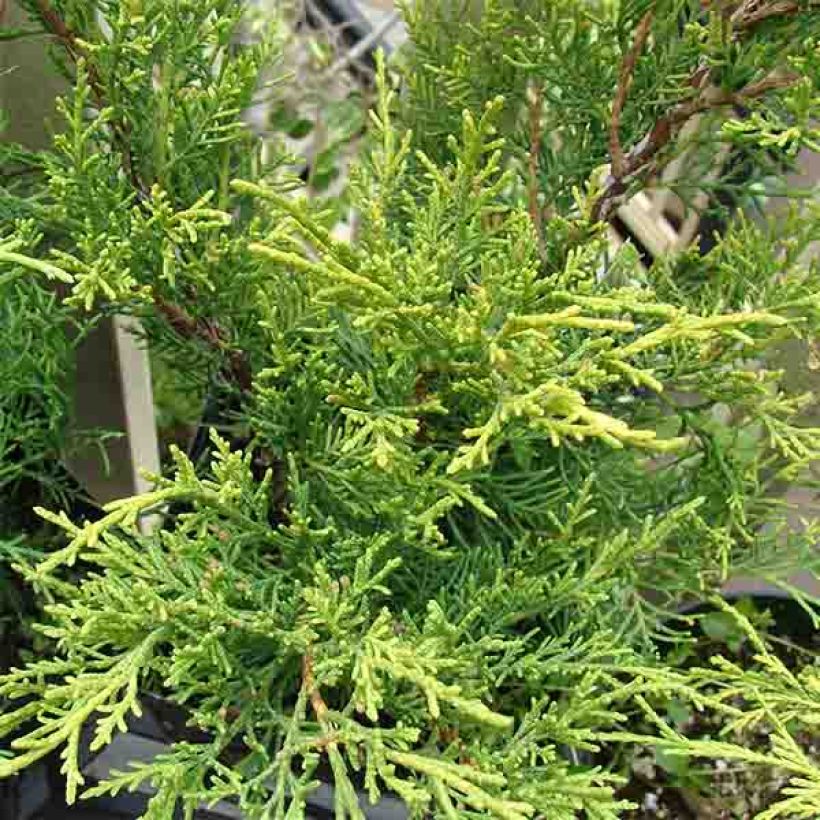 Genévrier - Juniperus pfitzeriana Old Gold                (Feuillage)