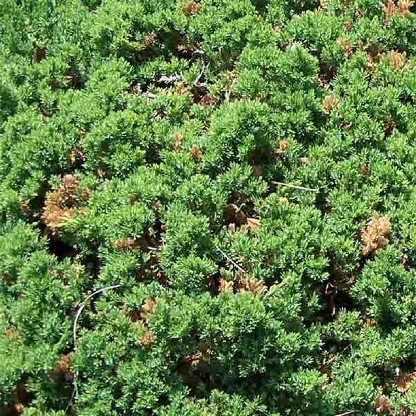 Genévrier rampant - Juniperus procumbens Nana (Feuillage)