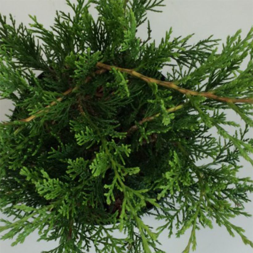 Juniperus sabina Rockery Gem - Genévrier sabine                   (Feuillage)