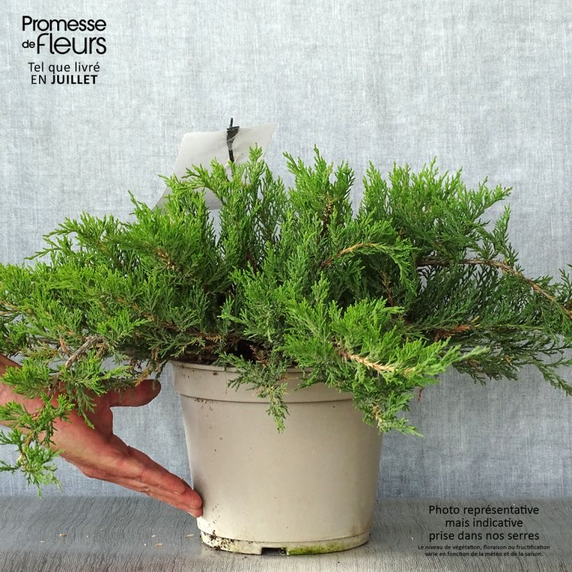 Spécimen de Juniperus sabina Rockery Gem - Genévrier sabine                   Pot de 4L/5L tel que livré en été