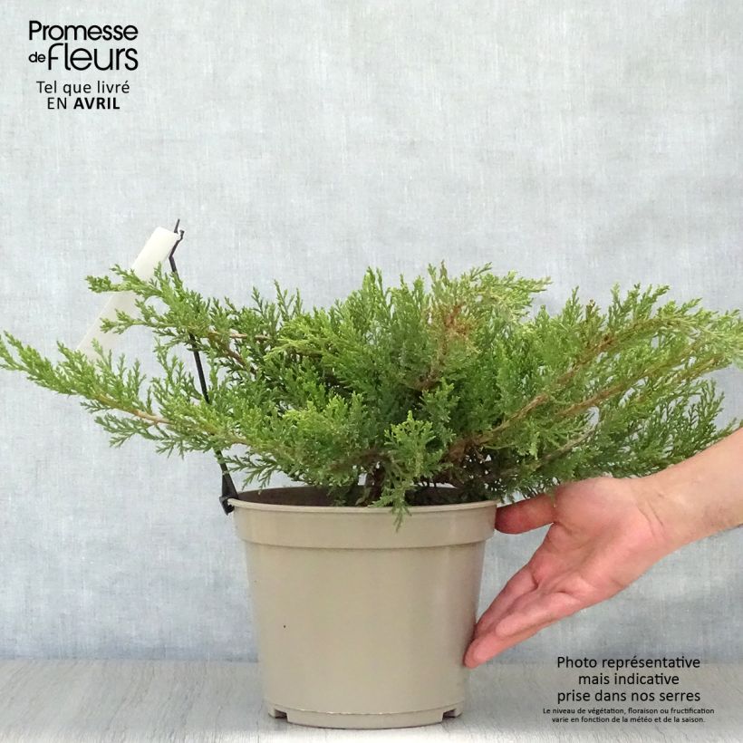 Spécimen de Juniperus sabina Rockery Gem - Genévrier sabine                   tel que livré au printemps