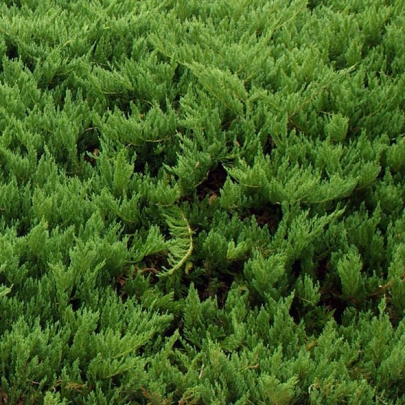 Juniperus sabina Tamariscifolia - Genévrier sabine (Feuillage)