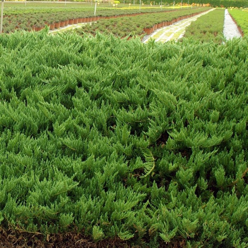 Juniperus sabina Tamariscifolia - Genévrier sabine (Port)