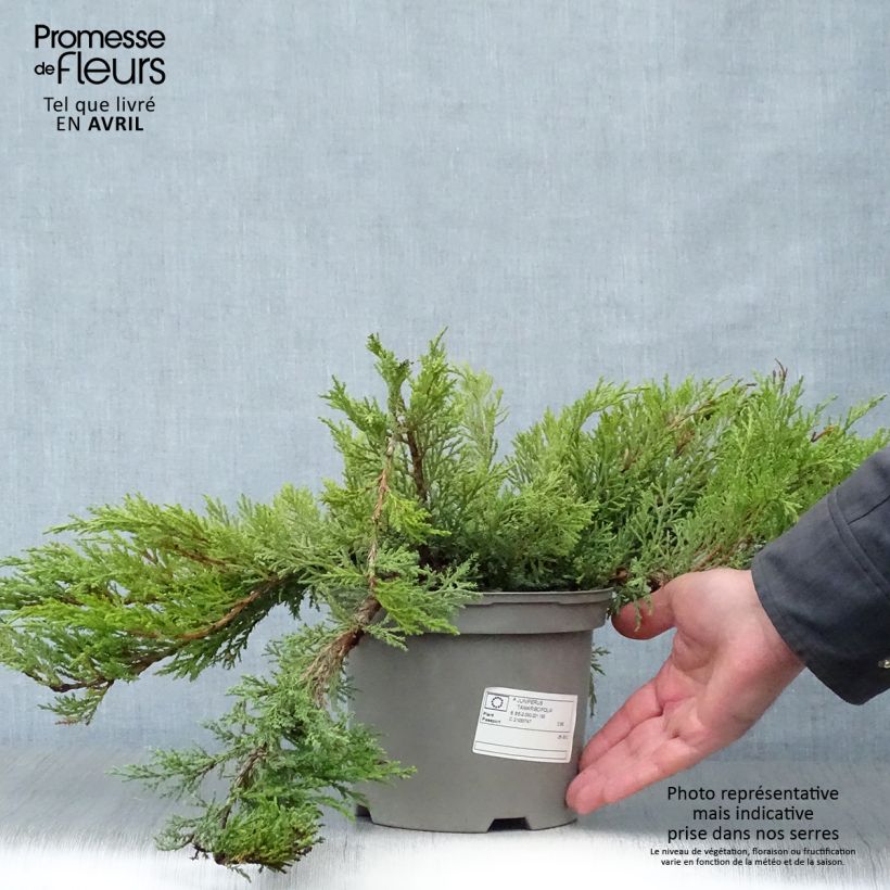 Spécimen de Juniperus sabina Tamariscifolia - Genévrier sabine tel que livré au printemps