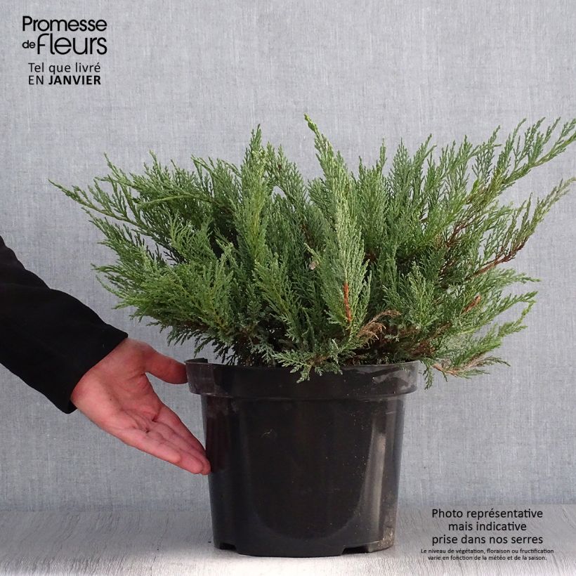 Spécimen de Juniperus sabina Tamariscifolia - Genévrier sabine tel que livré en hiver