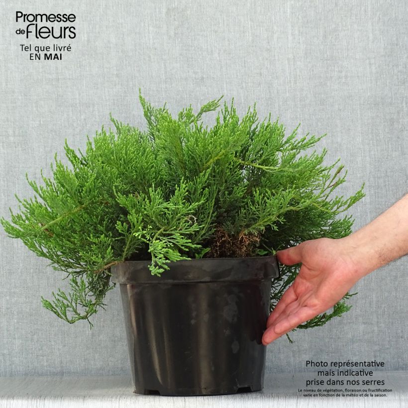 Spécimen de Juniperus sabina Tamariscifolia - Genévrier sabine en pot de 7.5/10L tel que livré au printemps