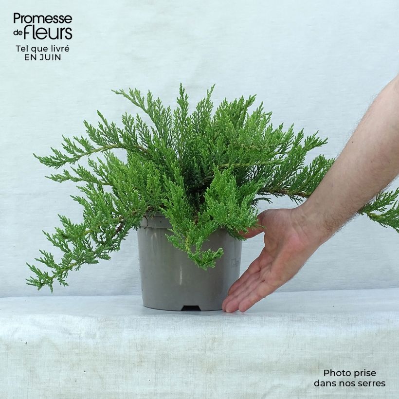 Spécimen de Juniperus sabina Tamariscifolia - Genévrier sabine Pot de 2L/3L tel que livré en été