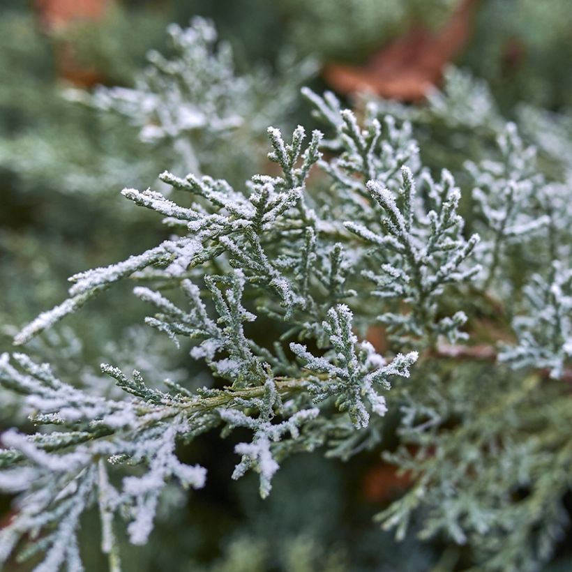 Genévrier - Juniperus scopulorum Moonglow (Feuillage)