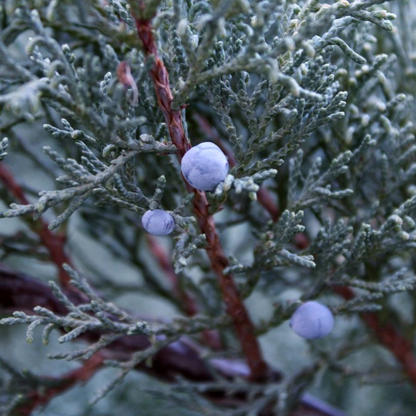 Genévrier - Juniperus scopulorum Moonglow (Récolte)