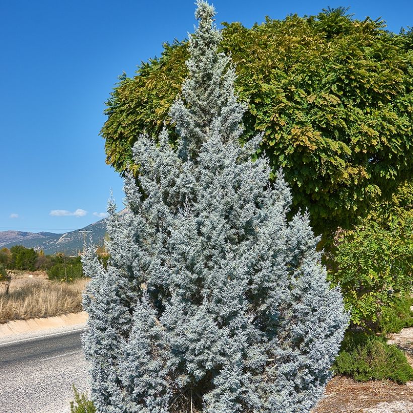 Genévrier - Juniperus scopulorum Moonglow (Port)