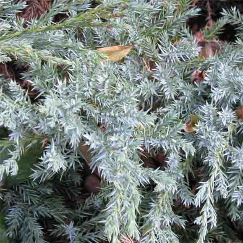 Genévrier écailleux - Juniperus squamata Blue Carpet (Feuillage)