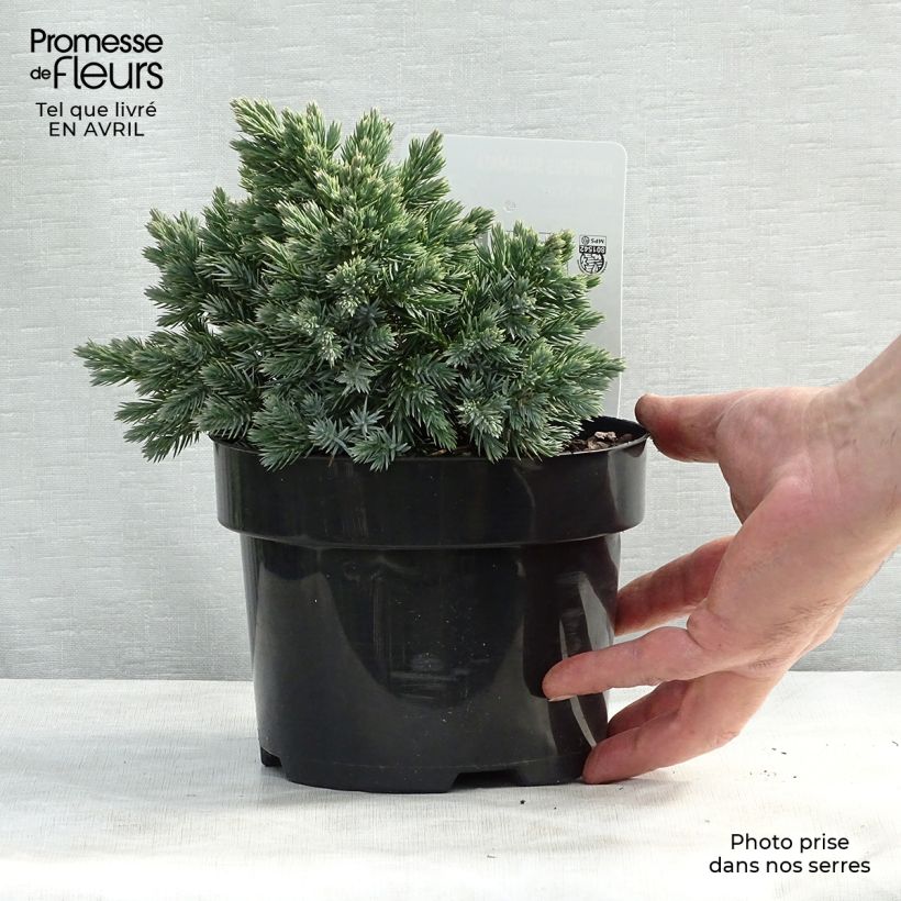 Spécimen de Juniperus squamata Blue Star - Genévrier écailleux Pot de 2L/3LHauteur livrée env. 15/20cm tel que livré au printemps