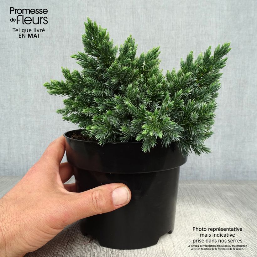 Spécimen de Juniperus squamata Blue Star - Genévrier écailleux tel que livré au printemps