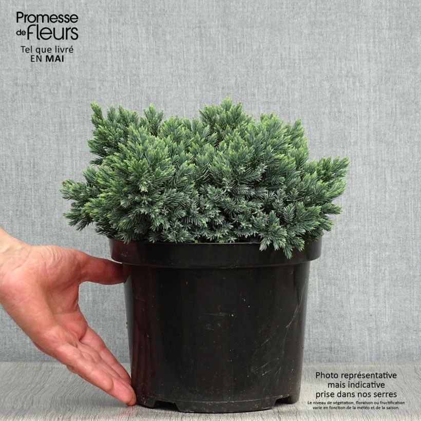 Spécimen de Juniperus squamata Blue Star - Genévrier écailleux Pot de 3L/4LHauteur livrée env. 15/20cm tel que livré au printemps