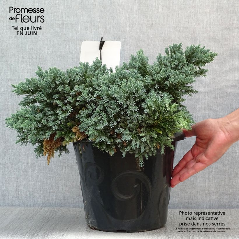 Spécimen de Juniperus squamata Blue Star - Genévrier écailleux Pot de 7,5L/10L tel que livré en été