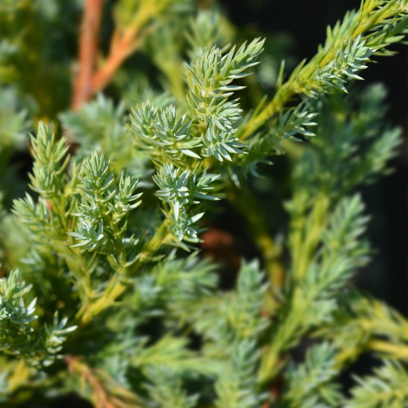 Genévrier écailleux - Juniperus squamata Blue Swede (Feuillage)