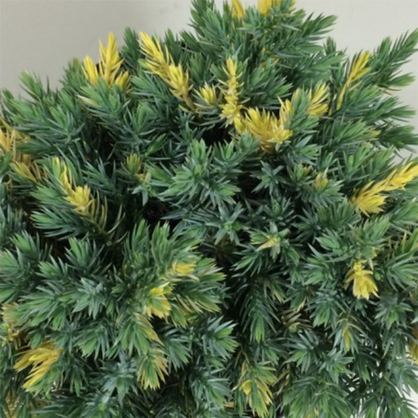 Juniperus squamata Floreant - Genévrier écailleux                      (Feuillage)