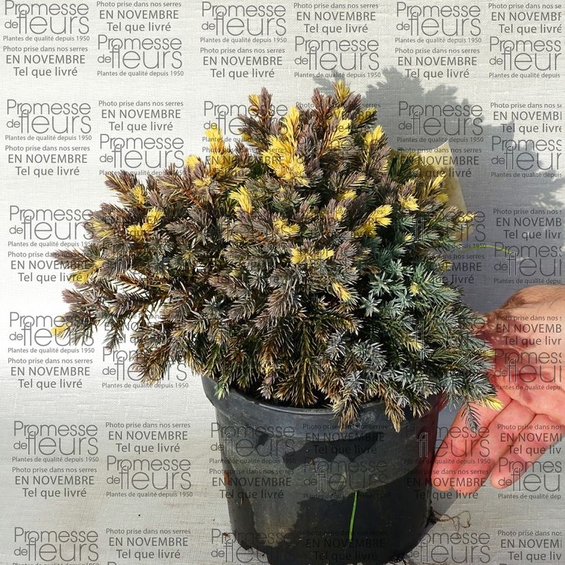 Exemple de spécimen de Juniperus squamata Floreant - Genévrier écailleux                      tel que livré