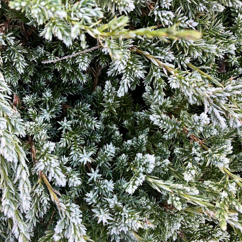 Genévrier écailleux - Juniperus squamata Holger (Feuillage)
