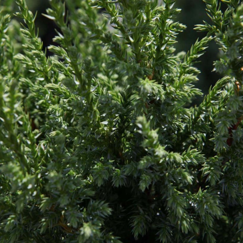 Genévrier écailleux - Juniperus squamata Loderi (Feuillage)