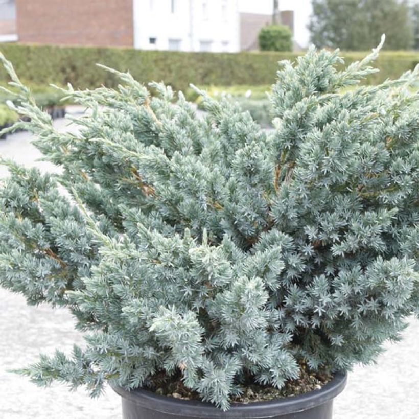 Genévrier écailleux - Juniperus squamata Meyeri (Feuillage)
