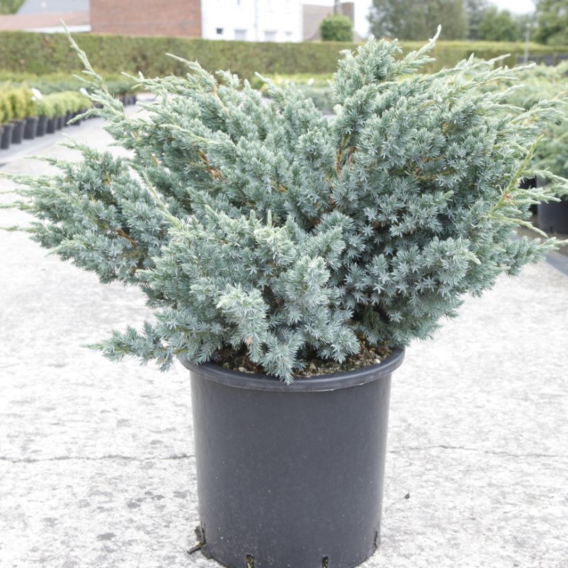 Genévrier écailleux - Juniperus squamata Meyeri (Port)