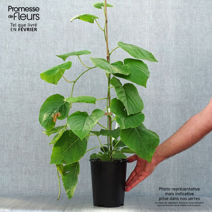 Spécimen de Kiwi - Actinidia deliciosa Kiwi Wonder Pot de 3L/4L tel que livré en automne