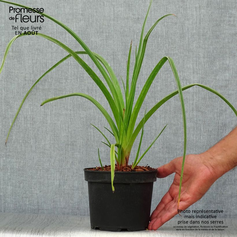 Spécimen de Kniphofia Alcazar - Tritoma Alcazar en pot de 2L/3L tel que livré en été