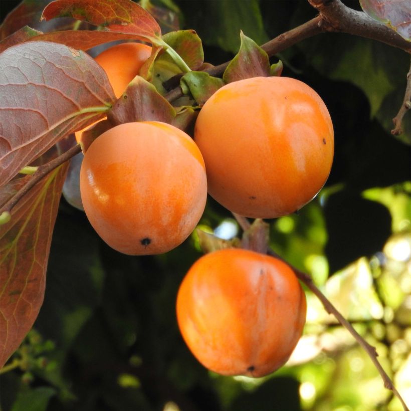 Diospyros kaki Costata - Plaqueminier (Récolte)