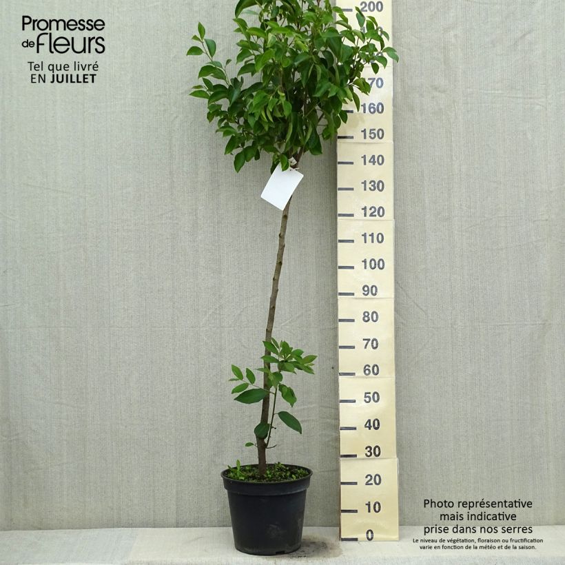Spécimen de Kaki Muscat - Plaqueminier de Chine Pot de 12L/15L, Demi-Tige tel que livré en été