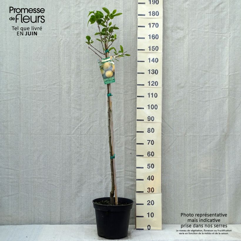 Spécimen de Kaki Muscat - Plaqueminier de Chine Pot de 12L/15L, Demi-TigeHauteur livrée env. 125/150cm tel que livré au printemps