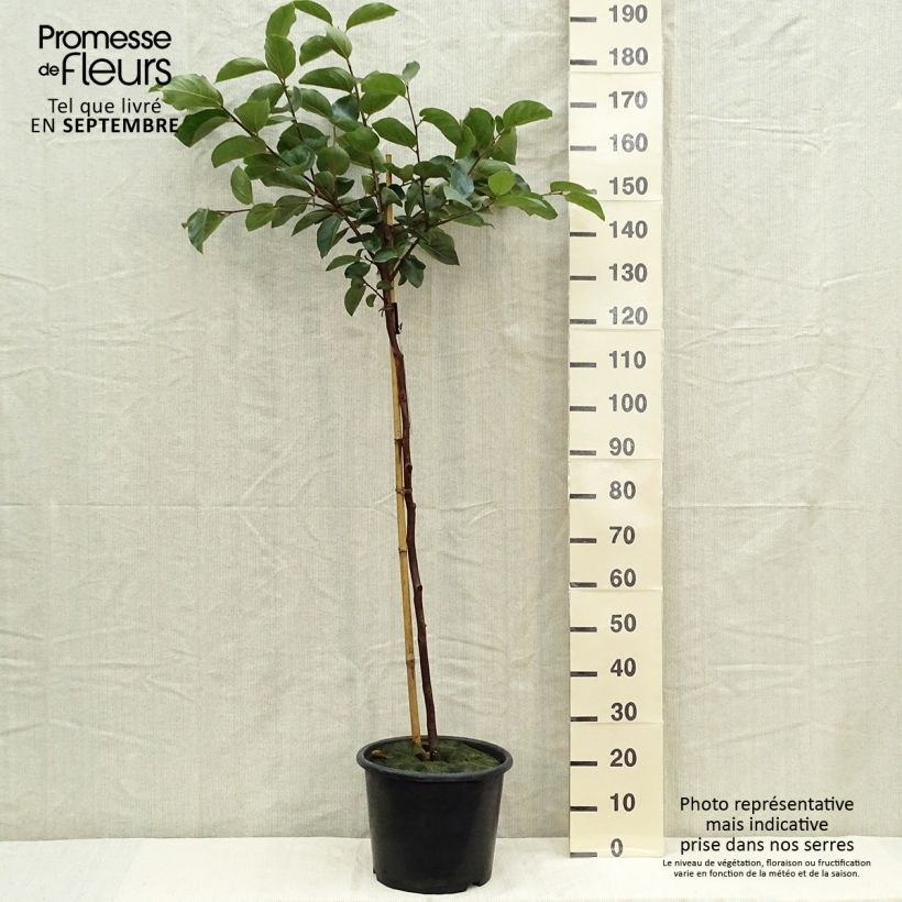 Spécimen de Kaki Muscat - Plaqueminier de Chine Pot de 7,5L/10L, Gobelet tel que livré en automne