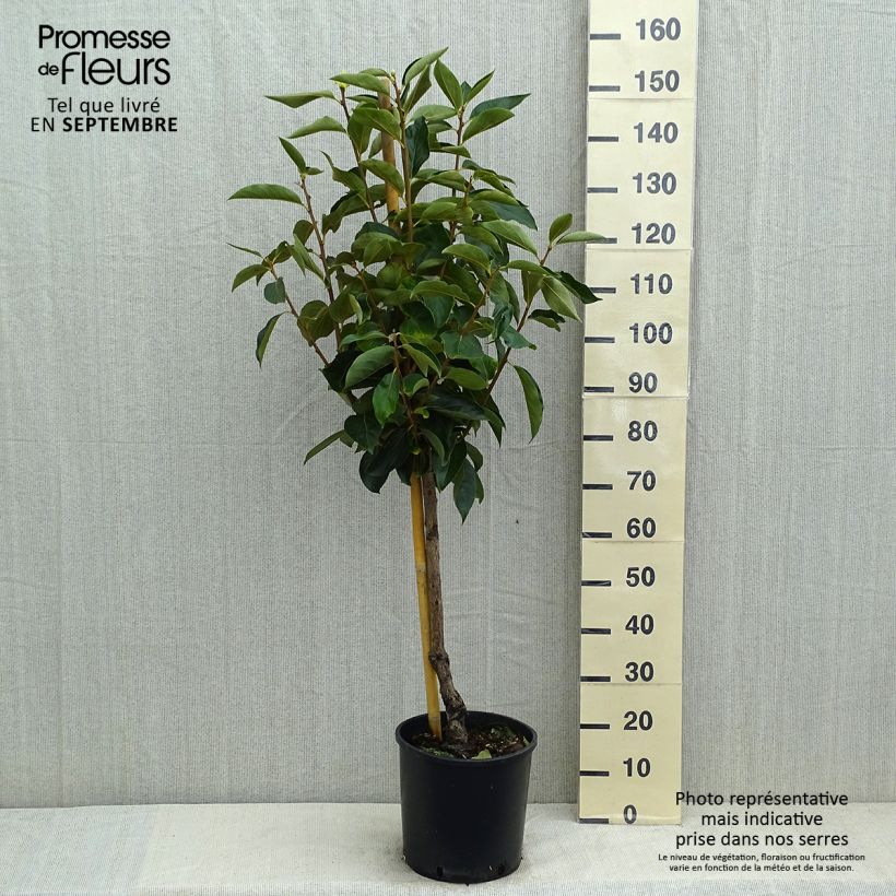 Example of Diospyros kaki Fuyu - Plaqueminier - Kaki pomme as you get in ete