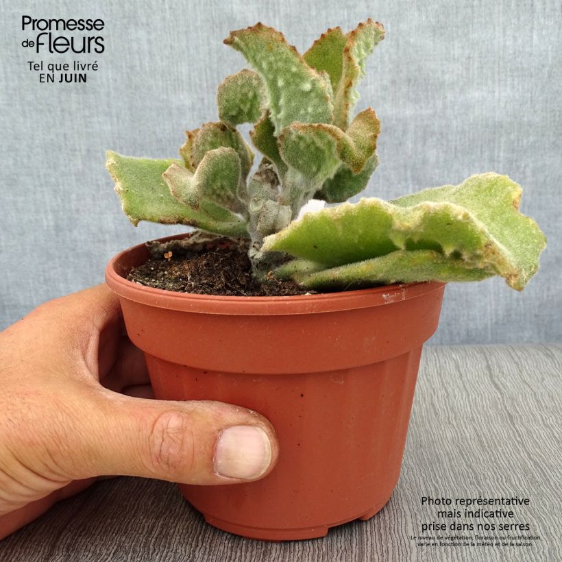 Spécimen de Kalanchoe beharensis Subnuda Pot de 12 cm / 13 cm tel que livré en été