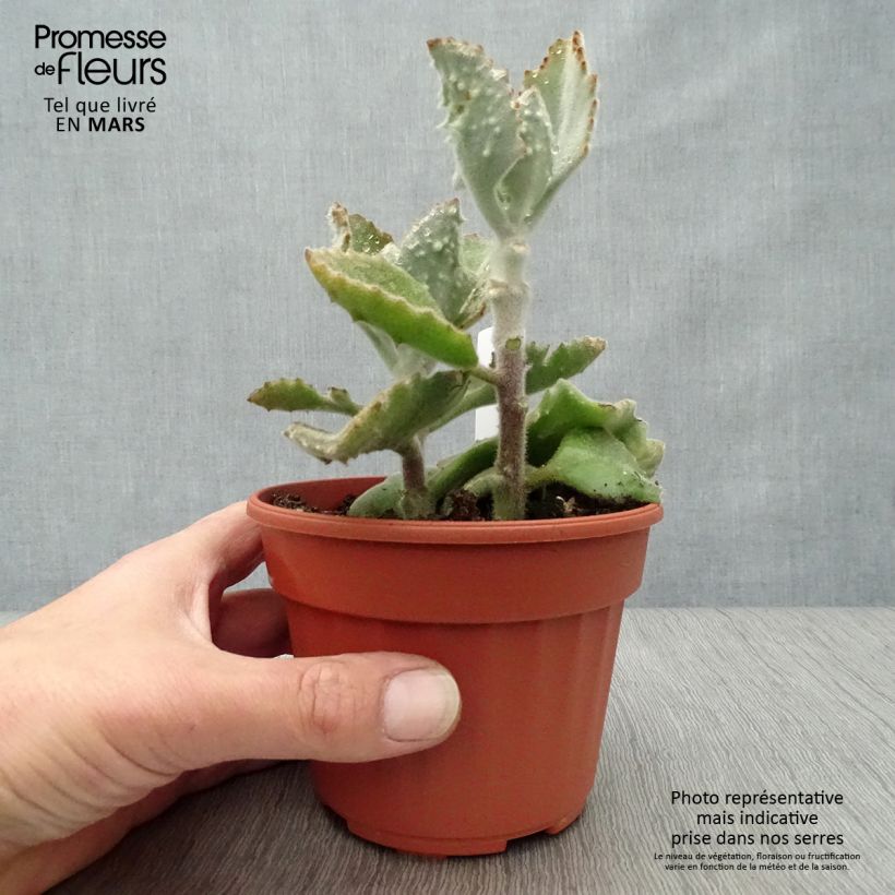 Spécimen de Kalanchoe beharensis Subnuda Pot de 13 cm tel que livré au printemps