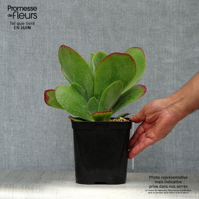 Spécimen de Kalanchoe thyrsiflora Bronze Sculpture - Kalanchoé à fleurs en thyrse Pot de 2L/3L tel que livré en été
