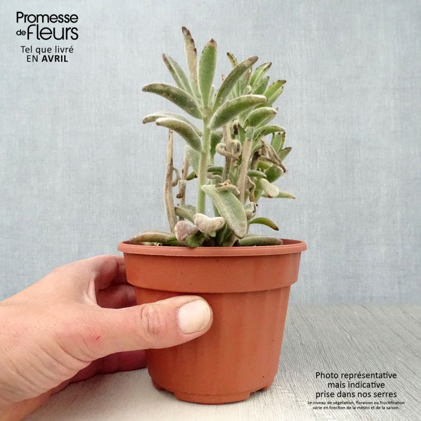 Spécimen de Kalanchoe tomentosa Pot de 13 cm tel que livré au printemps