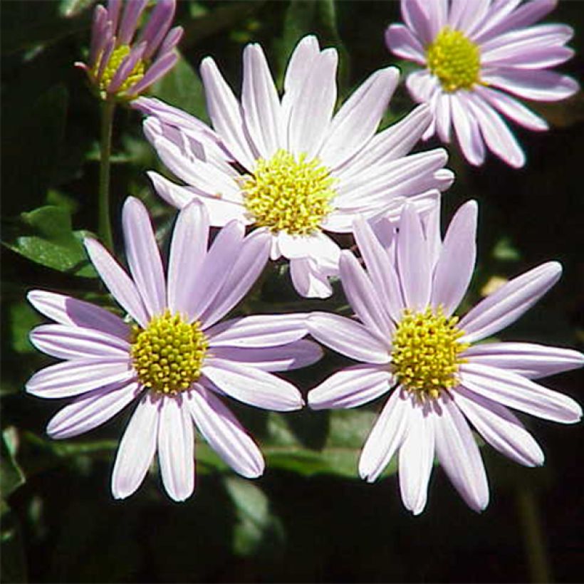 Kalimeris incisa (Floraison)