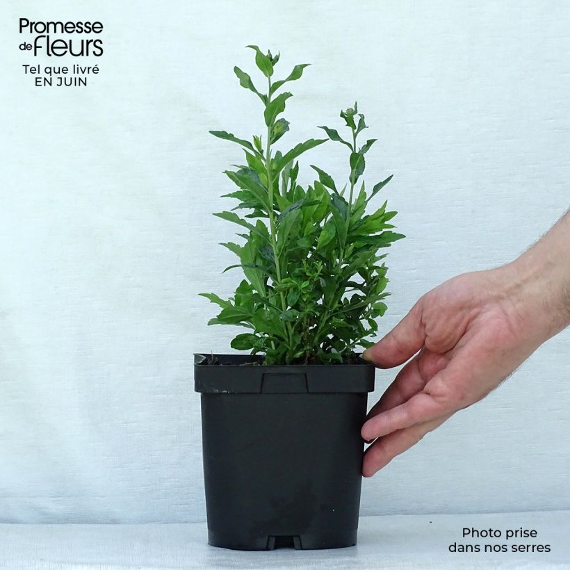 Spécimen de Kalimeris incisa Blue Star Pot de 2L/3L tel que livré en été