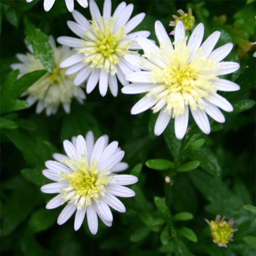 Kalimeris mongolica - Aster de Mongolie (Floraison)