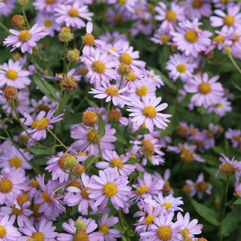 Kalimeris mongolica Antonia - Aster de Mongolie (Floraison)