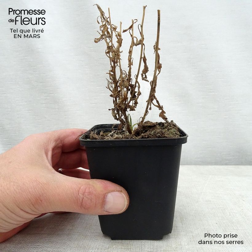 Spécimen de Kalimeris pinnatifida var. hortensis tel que livré au printemps