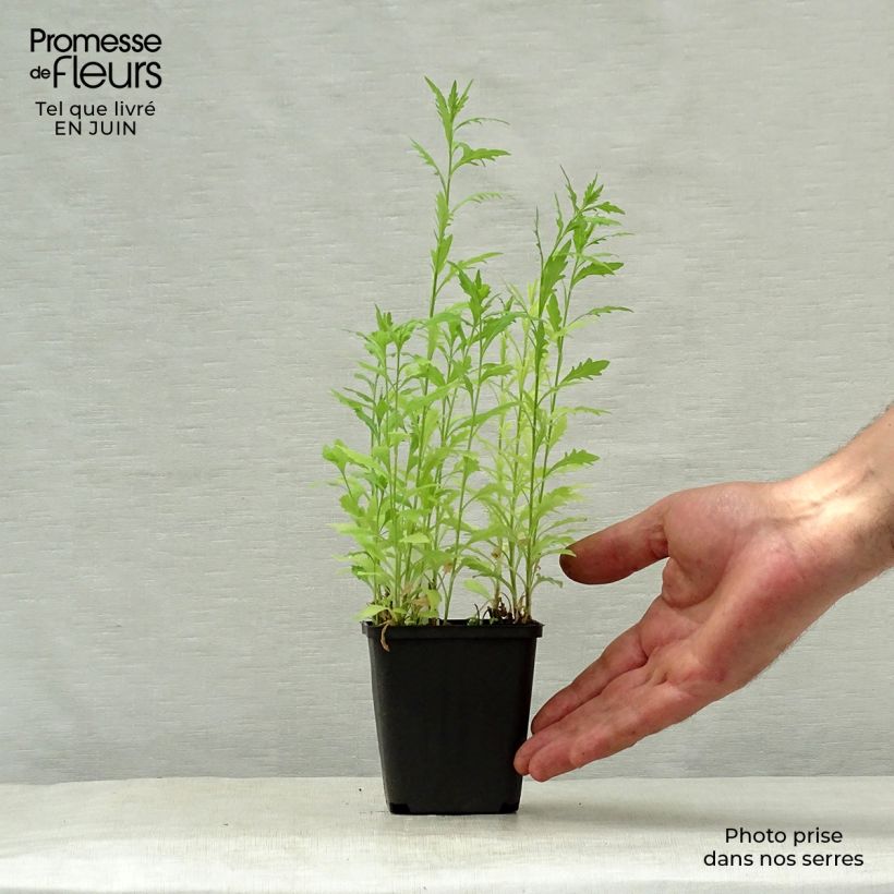 Spécimen de Kalimeris pinnatifida var. hortensis Godet de 8/9 cm tel que livré en été