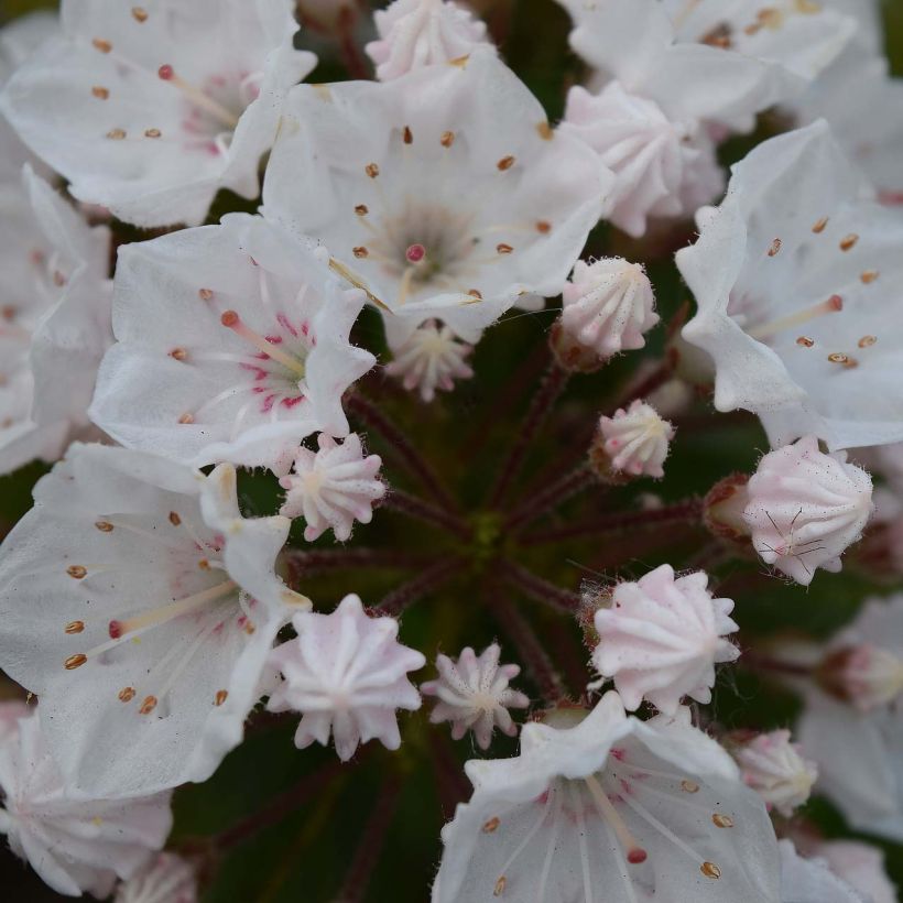 Kalmia latifolia Elf - Laurier des montagnes (Floraison)