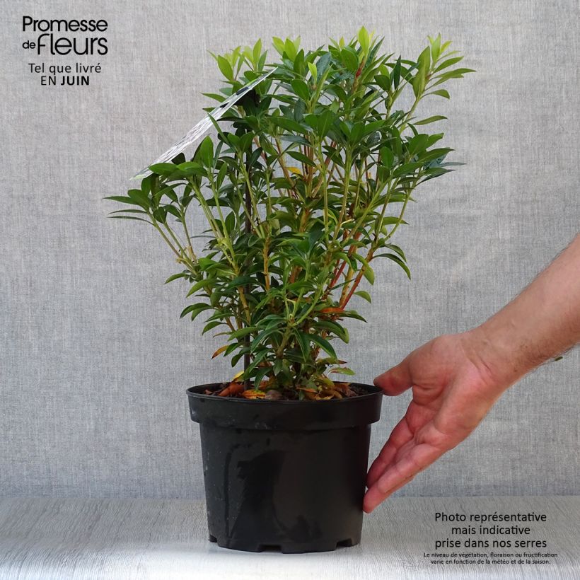 Spécimen de Kalmia latifolia Elf - Laurier des montagnes Pot de 3L/4L tel que livré en été
